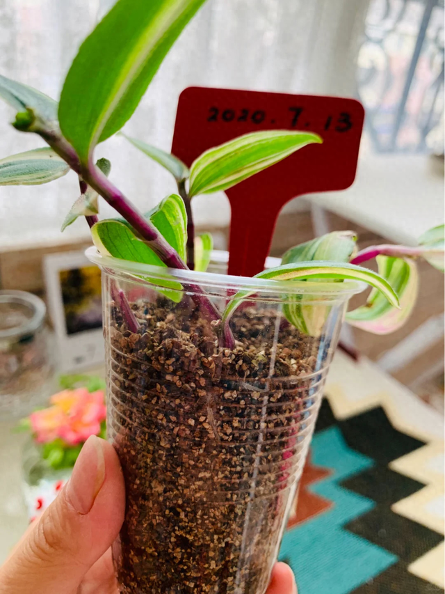 养花不扦插乐趣少一半！天冷这14种花沾土生根超好活