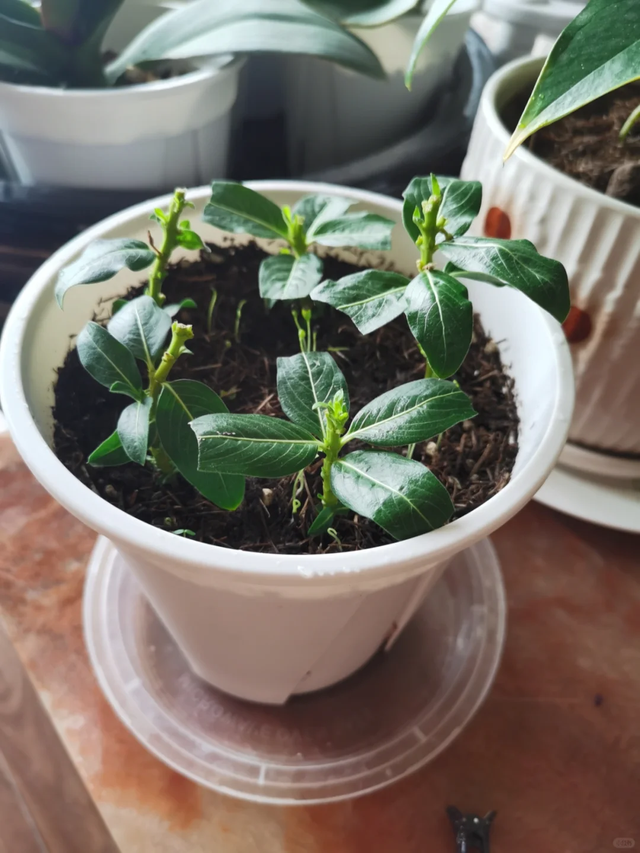 养花不扦插乐趣少一半！天冷这14种花沾土生根超好活