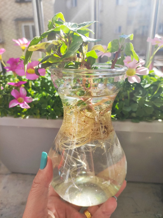 养花不扦插乐趣少一半！天冷这14种花沾土生根超好活