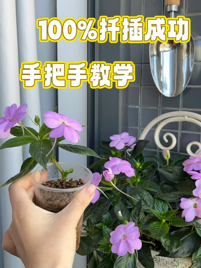 天越冷越适合扦插这13种花，成活率高到惊人！