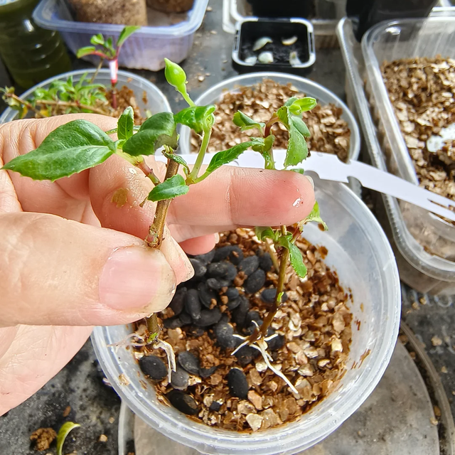 养花不扦插乐趣少一半！天冷这14种花沾土生根超好活