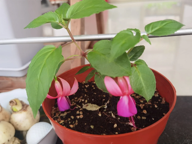 养花不扦插乐趣少一半！天冷这14种花沾土生根超好活