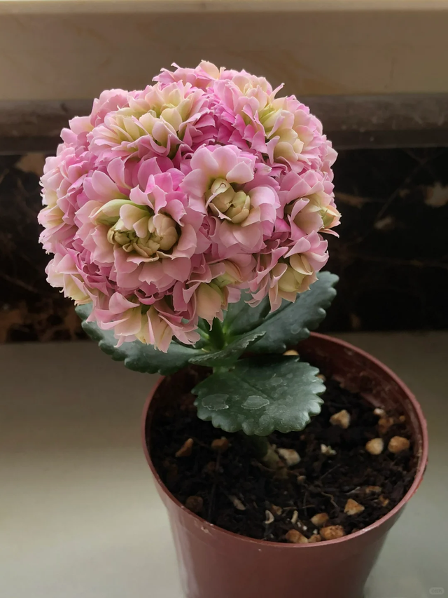 养花不扦插乐趣少一半！天冷这14种花沾土生根超好活