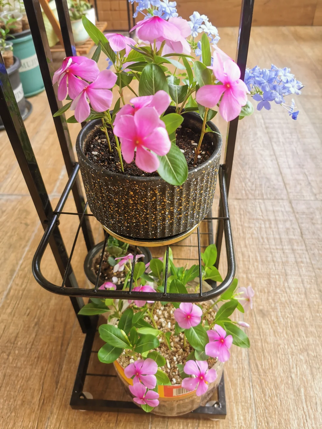 养花不扦插乐趣少一半！天冷这14种花沾土生根超好活