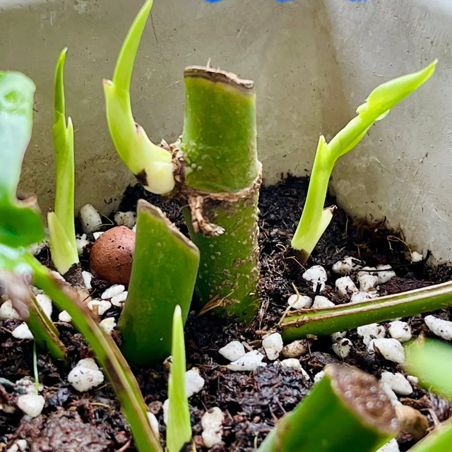 养花不扦插乐趣少一半！天冷这14种花沾土生根超好活