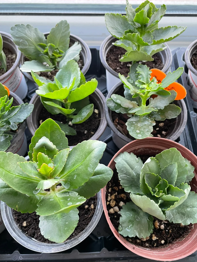 养花不扦插乐趣少一半！天冷这14种花沾土生根超好活