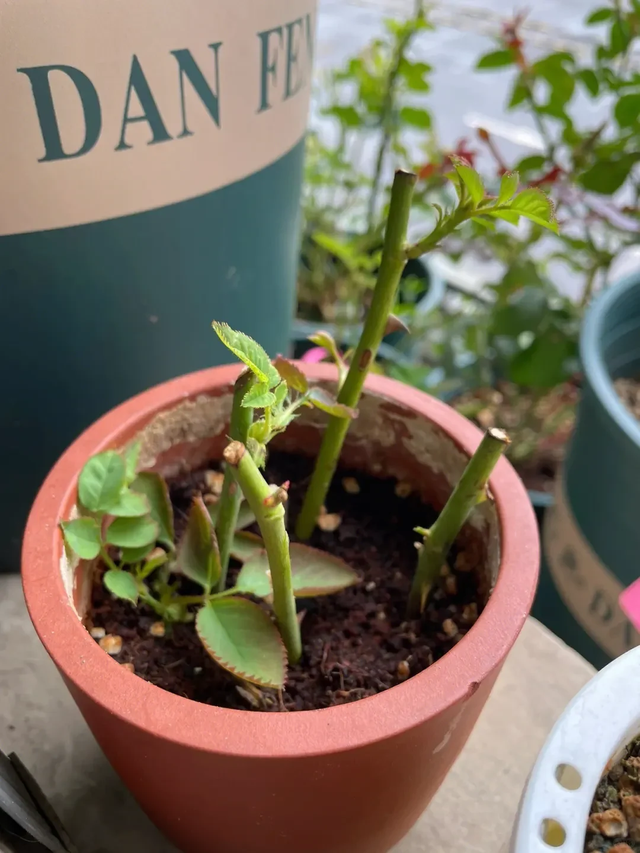 11月这12种花扦插易活，多到没地放！