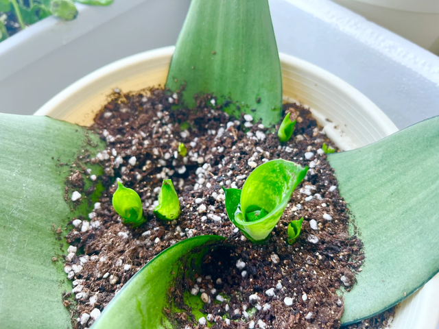 养花不扦插乐趣少一半！天冷这14种花沾土生根超好活