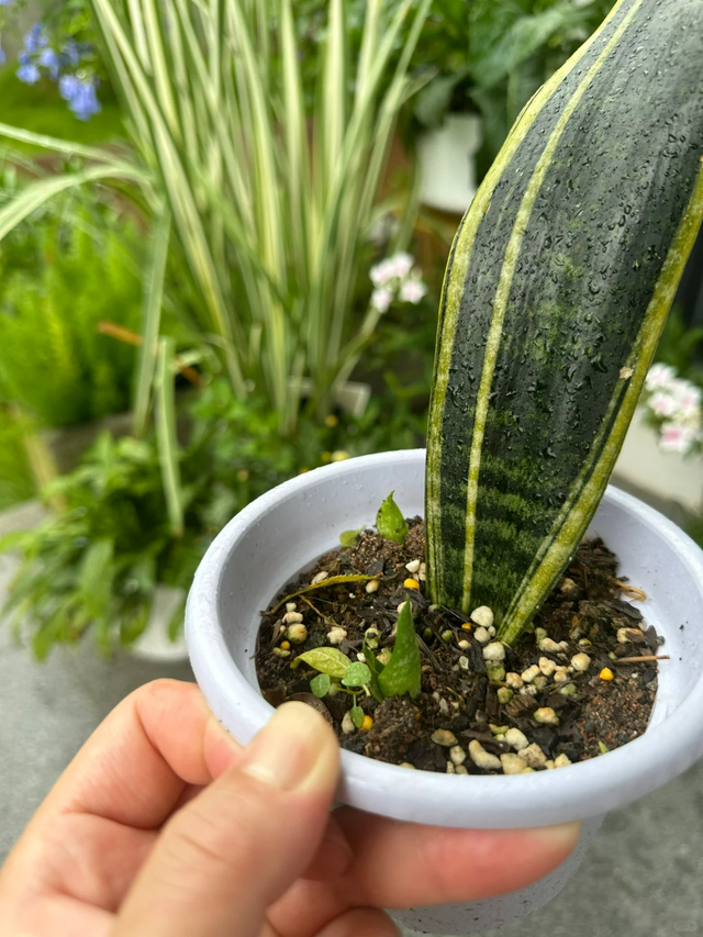 养花不扦插乐趣少一半！天冷这14种花沾土生根超好活