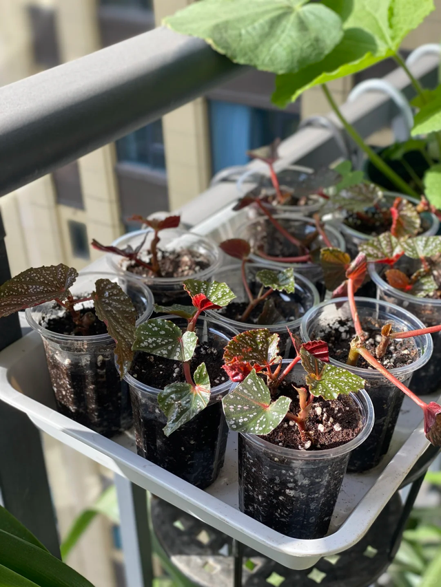 养花不扦插乐趣少一半！天冷这14种花沾土生根超好活