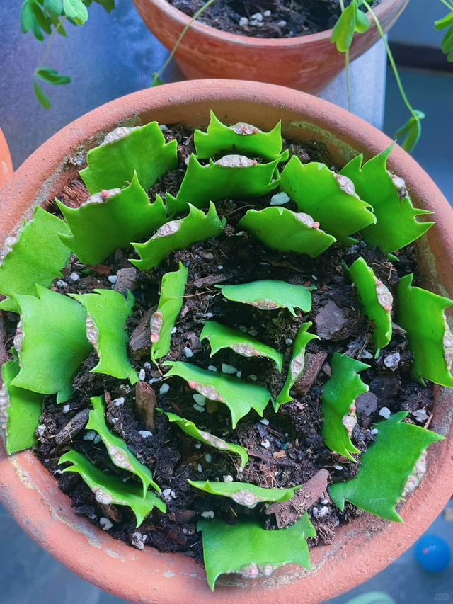 养花不扦插乐趣少一半！天冷这14种花沾土生根超好活