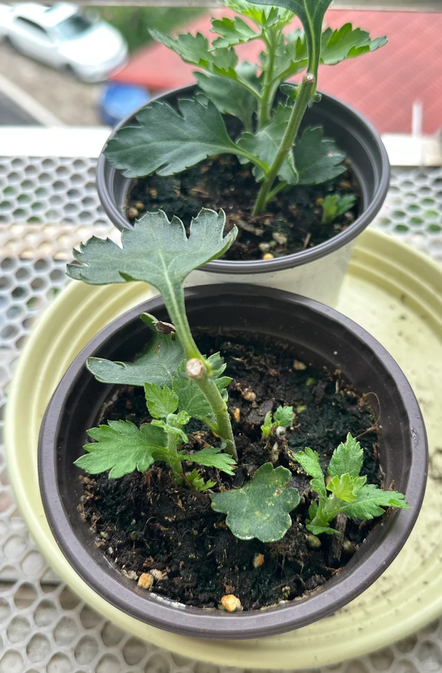 养花不扦插乐趣少一半！天冷这14种花沾土生根超好活