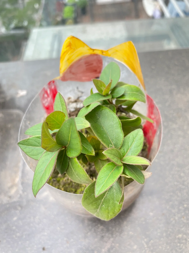 养花不扦插乐趣少一半！天冷这14种花沾土生根超好活