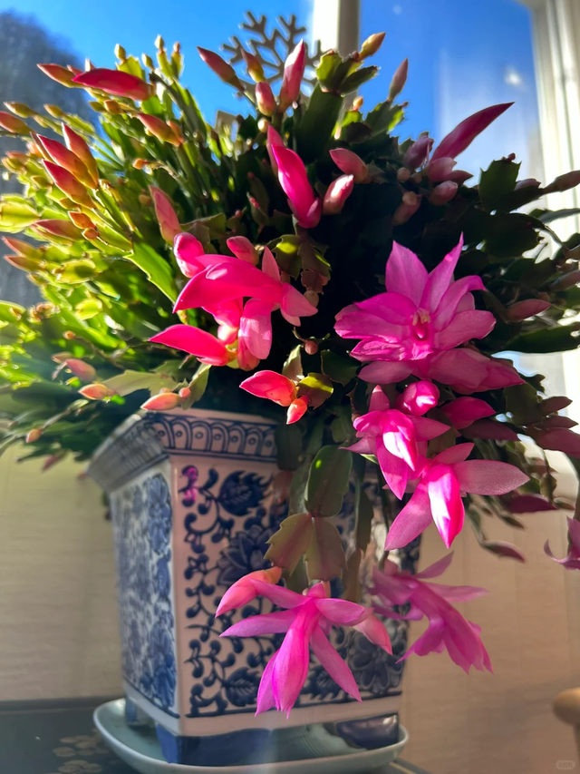 养花不扦插乐趣少一半！天冷这14种花沾土生根超好活