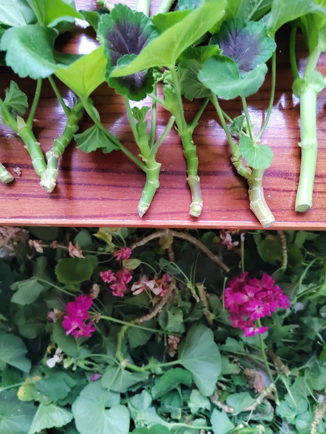 养花不扦插乐趣少一半！天冷这14种花沾土生根超好活