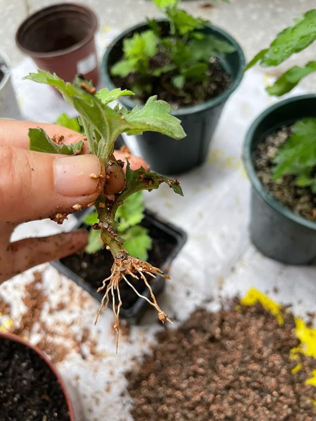 养花不扦插乐趣少一半！天冷这14种花沾土生根超好活