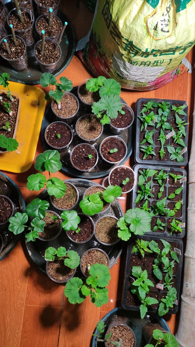 养花不扦插乐趣少一半！天冷这14种花沾土生根超好活