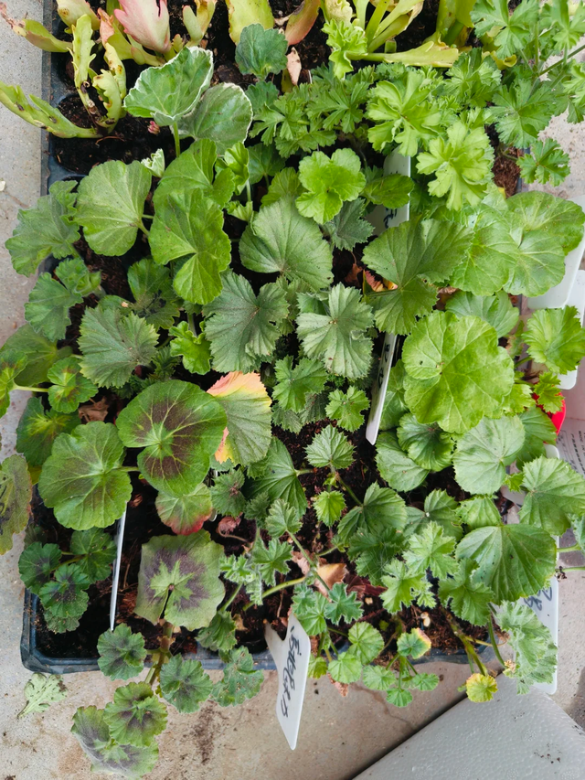 养花不扦插乐趣少一半！天冷这14种花沾土生根超好活