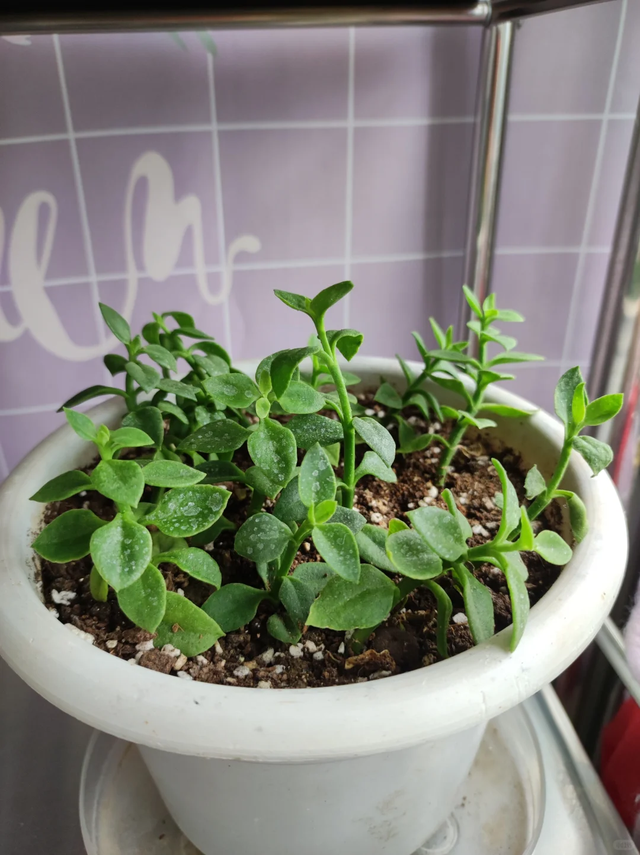 养花不扦插乐趣少一半！天冷这14种花沾土生根超好活