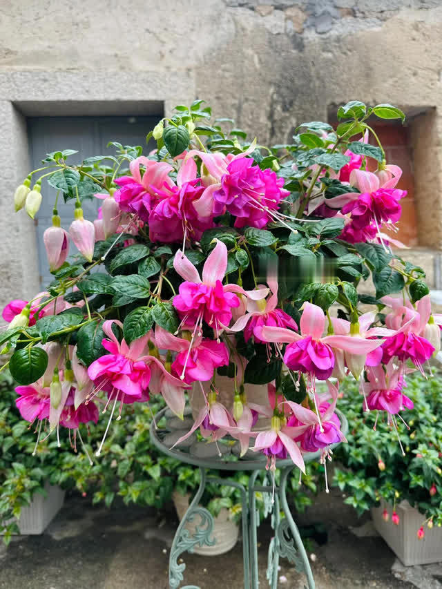 公认室内好养的10种花，耐半阴花期长，懒人也能养活