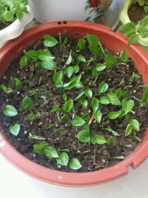 养花不扦插乐趣少一半！天冷这14种花沾土生根超好活