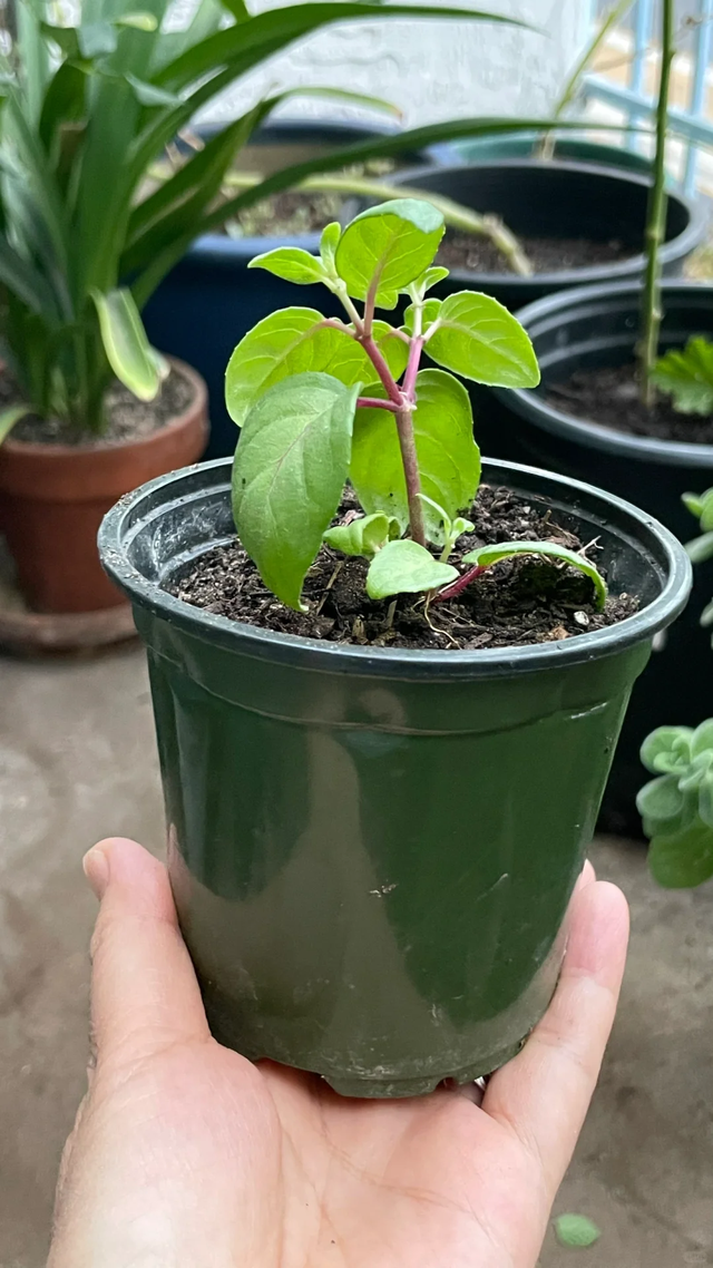 养花不扦插乐趣少一半！天冷这14种花沾土生根超好活