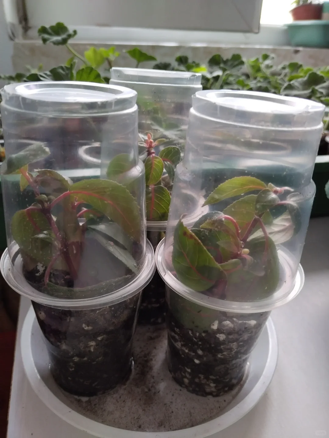 养花不扦插乐趣少一半！天冷这14种花沾土生根超好活