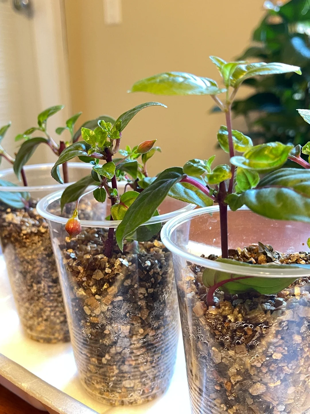 天越冷越适合扦插这13种花，成活率高到惊人！