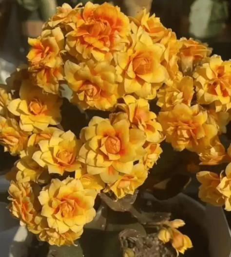 适合新手种植的长寿花，赶紧做好这几件事，养成漂亮大花树