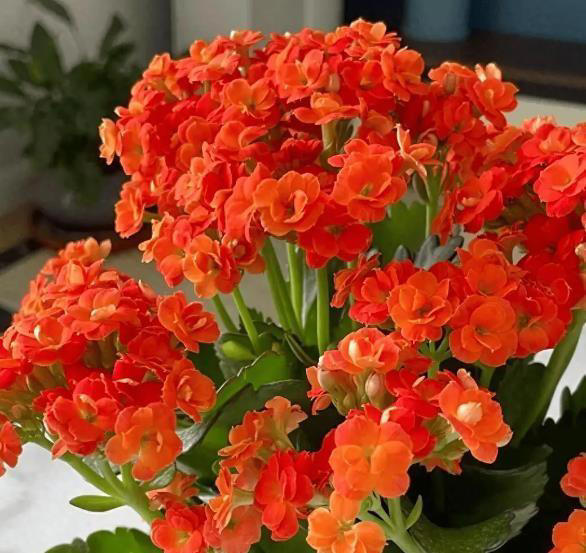 适合新手种植的长寿花，赶紧做好这几件事，养成漂亮大花树