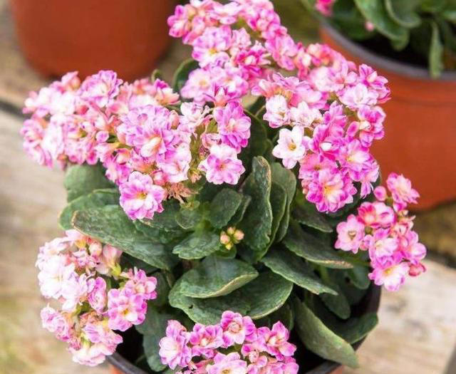 适合新手种植的长寿花，赶紧做好这几件事，养成漂亮大花树