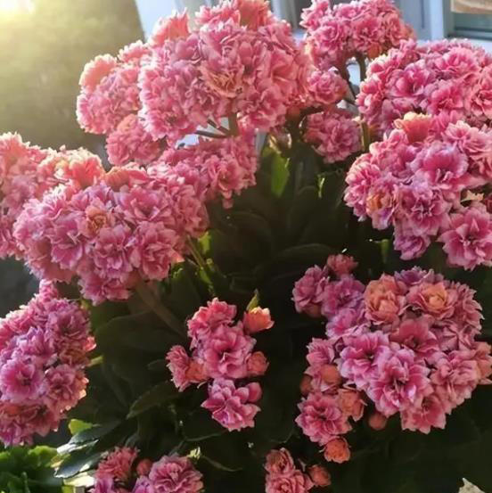 适合新手种植的长寿花，赶紧做好这几件事，养成漂亮大花树