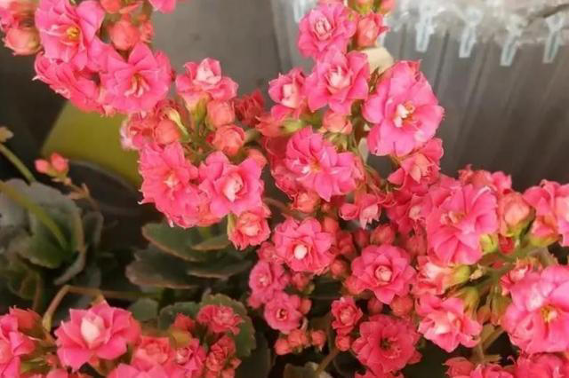 适合新手种植的长寿花，赶紧做好这几件事，养成漂亮大花树