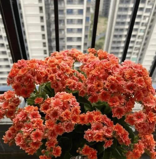 适合新手种植的长寿花，赶紧做好这几件事，养成漂亮大花树