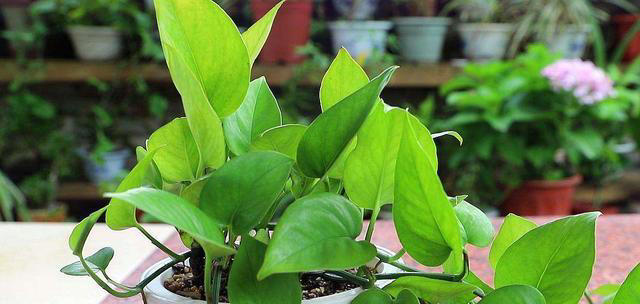 11种耐阴植物，微光就能养，叶片干净又好看，非常适合室内养