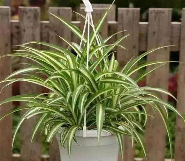 11种耐阴植物，微光就能养，叶片干净又好看，非常适合室内养