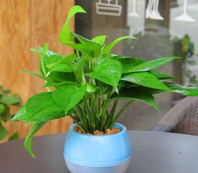 11种耐阴植物，微光就能养，叶片干净又好看，非常适合室内养