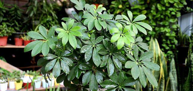 11种耐阴植物，微光就能养，叶片干净又好看，非常适合室内养