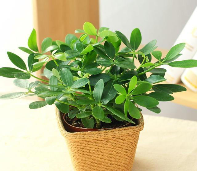 11种耐阴植物，微光就能养，叶片干净又好看，非常适合室内养