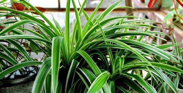 11种耐阴植物，微光就能养，叶片干净又好看，非常适合室内养