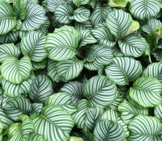 11种耐阴植物，微光就能养，叶片干净又好看，非常适合室内养