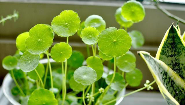 11种耐阴植物，微光就能养，叶片干净又好看，非常适合室内养