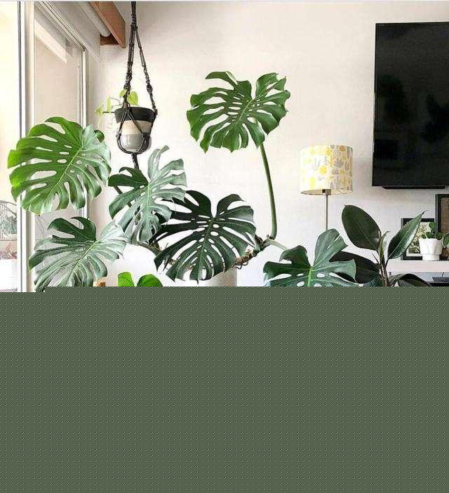 11种耐阴植物，微光就能养，叶片干净又好看，非常适合室内养