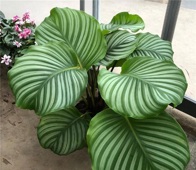 11种耐阴植物，微光就能养，叶片干净又好看，非常适合室内养