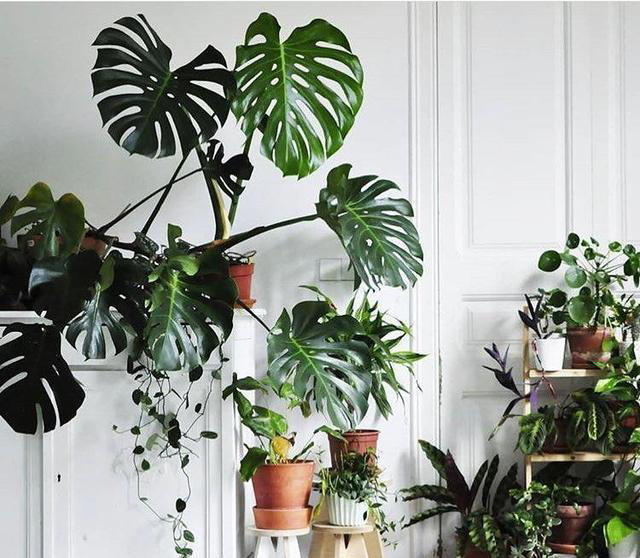 11种耐阴植物，微光就能养，叶片干净又好看，非常适合室内养