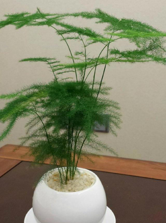 11种耐阴植物，微光就能养，叶片干净又好看，非常适合室内养