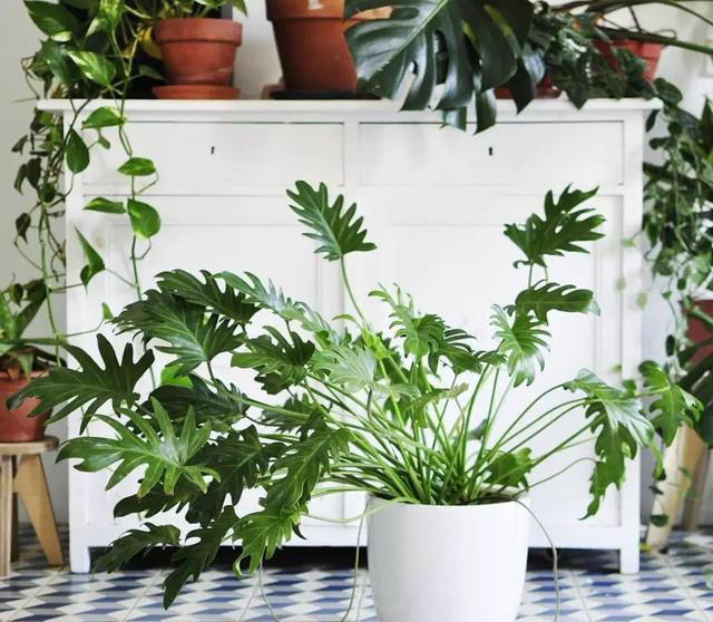 11种耐阴植物，微光就能养，叶片干净又好看，非常适合室内养