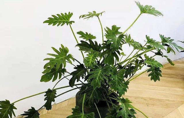 11种耐阴植物，微光就能养，叶片干净又好看，非常适合室内养