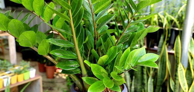 11种耐阴植物，微光就能养，叶片干净又好看，非常适合室内养