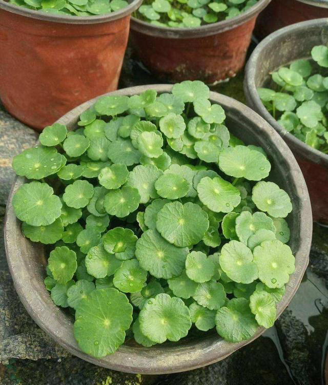 11种耐阴植物，微光就能养，叶片干净又好看，非常适合室内养